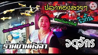 Four9 :ปลาทองสวยๆ( Gold fish ) หางนกยูงเกรด( Guppy ) [ ร้านบ้านมัจฉา ] จตุจักรJJ กทม. 14/11/2019
