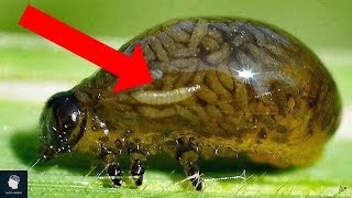 9 حيوانات يمتلكون قوى خارقة..لن تصدق انهم موجودين بالفعل..!!