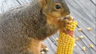 Squirrel eating corn on moms front porch 3-19-2013
