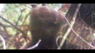 Sasquatch Sounds Alien Vocals Bigfoot Audio Comparison Kentucky Squatch Indiana May 2019