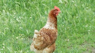 Курочка, цыплята и петух