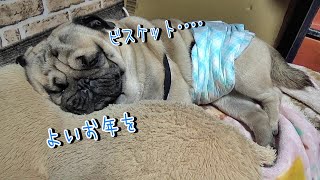 最後の最後まで寝ぼけているパグ　2019年（令和元年）最後の動画　『おまめ日記』Pug Comedy Videos From Japan