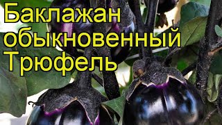 Баклажан обыкновенный Трюфель. Краткий обзор, описание характеристик, где купить саженцы Triufel