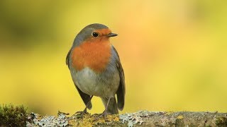 chants , cris du rouge gorge HD/songs , calls european robin HD