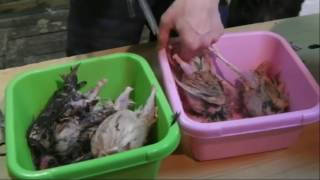 Забой перепелов.