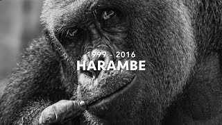 A TRUE FRIEND -- RIP HARAMBE (TRIBUTE SONG) - Pink Guy cover