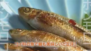 テレビ滋賀プラスワン「ホンモロコを増やす！～水田を利用した種苗生産～」