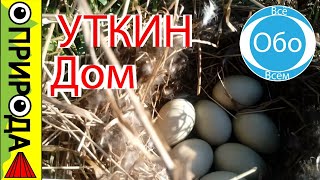 Гнездо утки в природе