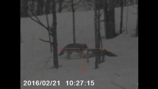 Night Time Predator Hunting In Michigan