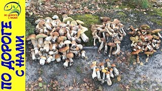 Осенью за грибами - СОБИРАЕМ ГРИБЫ НЕ ВЫХОДЯ ИЗ МАШИНЫ - осенние грибы 2017