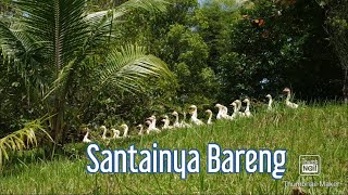 ROMBONGAN SI PUTIH CANTIK. SOANG LAGI SANTAI DI RUMPUT