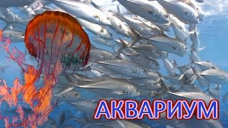 Аквариум-Футаж