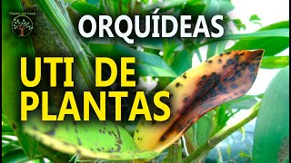 UTI de Orquídeas, tirando duvidas com Márcia Tiê