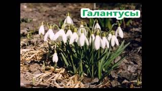 ??? #Растения для тени  ❤Что растет под деревьями