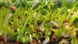 Daikon Rettich in der Keimschale (Sprossen) [2 Tage] [HD]