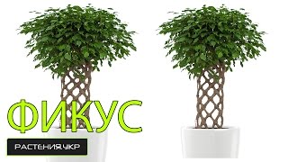 Как заплести фикус в домашних условиях ? / Фикус уход в домашних условиях