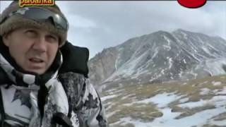 Охота на горного аргали. Киргизия.