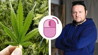 Marihuana je živo biće i treba je legalizovati... Marko Vidojković
