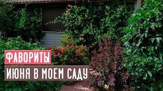 Самые яркие кустарники июня ? Прогулка по моему саду / Садовый гид