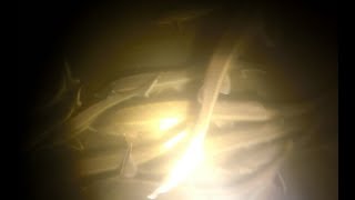 Лучшие моменты подводной охоты 2018!Стерлядь ,Сом ,Судак ,Жерех , Щука на видео!
