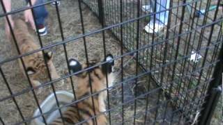 Baby Tiger & Liger