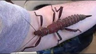 20 Невероятных Случаев Снятых на Камеру