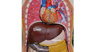Respiratory System 6, Anatomy and Physiology