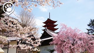 Cherry Blossoms in Japan: 2017 Forecast