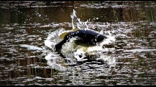 Incredible Topwater Bass Strikes -- New "Secret" Frog Revealed