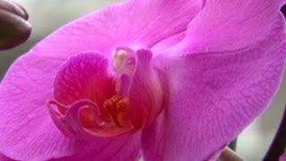 Orkide Bakım - Orkide (Orchidaceae) nasıl sulanır, korunur 3. Bölüm