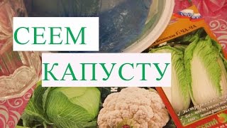 Посев Капусты. Рассада Капусты Без Болезней.