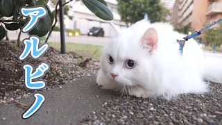アルビノ猫が外の散歩に初挑戦で大苦戦！？【室内飼い】