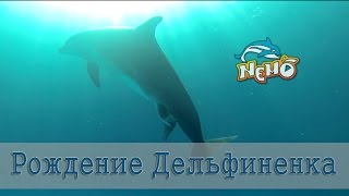 Рождение дельфина в дельфинарии немо 2016