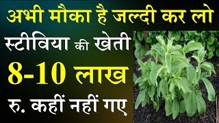 Stevia ki kheti kaise kare | stevia farming |  होगी 8 से 10 लाख रूपए तक कमाई |Smart Business Plus