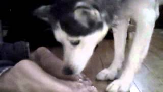 Siberian Husky's Whip Cream Treat II