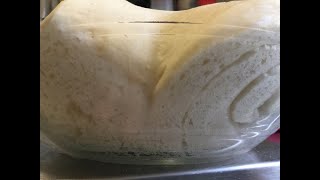 Pasta madre . Gestione Bonci