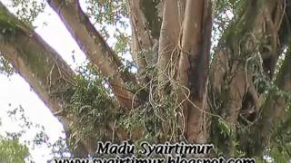 MADU SYAIRTIMUR - XPDC PART 1