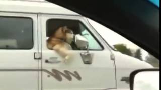 Кошки и Собаки прикольные моменты Смешные приколы с кошками1
