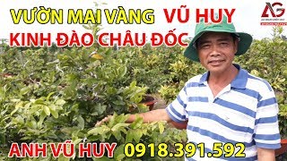 VƯỜN MAI VÀNG VŨ HUY KINH ĐÀO CHÂU ĐỐC ?ANH VŨ HUY 0918391592 ? | AN GIANG NGÀY NAY