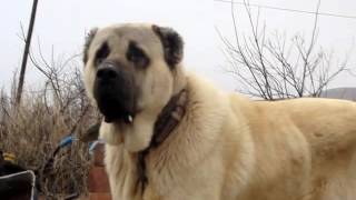 Anatolian Shepherd / Kangal / Турецкий кангал