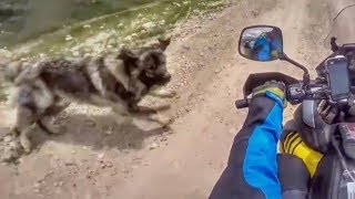 ANIMALS VS BIKERS!