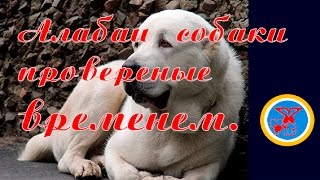 Алабаи порода собак проверена временем. Central Asian Shepherd