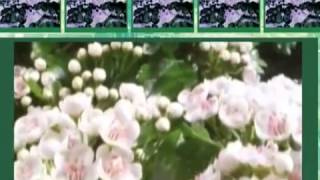 Центр Эффективной Офтальмологии Ильинской М.В.  (Минаевой)