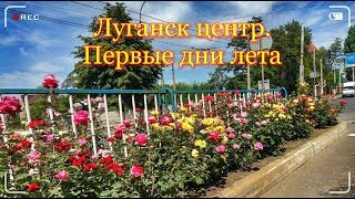 Луганск центр. Первые дни лета. Розы на Советской