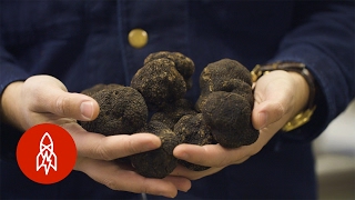 The 24 year-old Truffle Kingpin of New York
