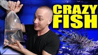 NEW FISH in the saltwater aquarium!