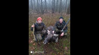 закрытие загонной охоты 2019-2020