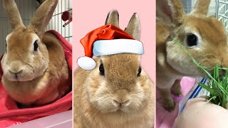 【27秒で分かる?】うさぎ3姉妹??チャンネル紹介動画???ネザーランドドワーフ・ミニレッキスRabbit YouTube channel self-introduction!