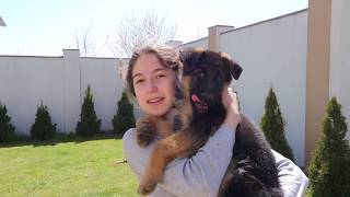 ДРЕССИРОВКА ЩЕНКА Немецкой овчарки.Training German shepherd puppy.Odessa.