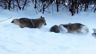 Эффектные атаки диких животных. Борьба за выживание. Битвы животных.